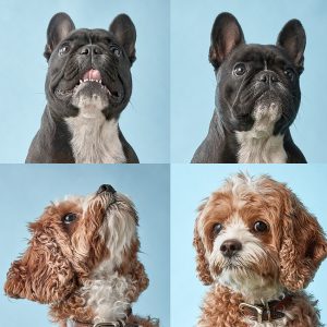 Sydney dog photography